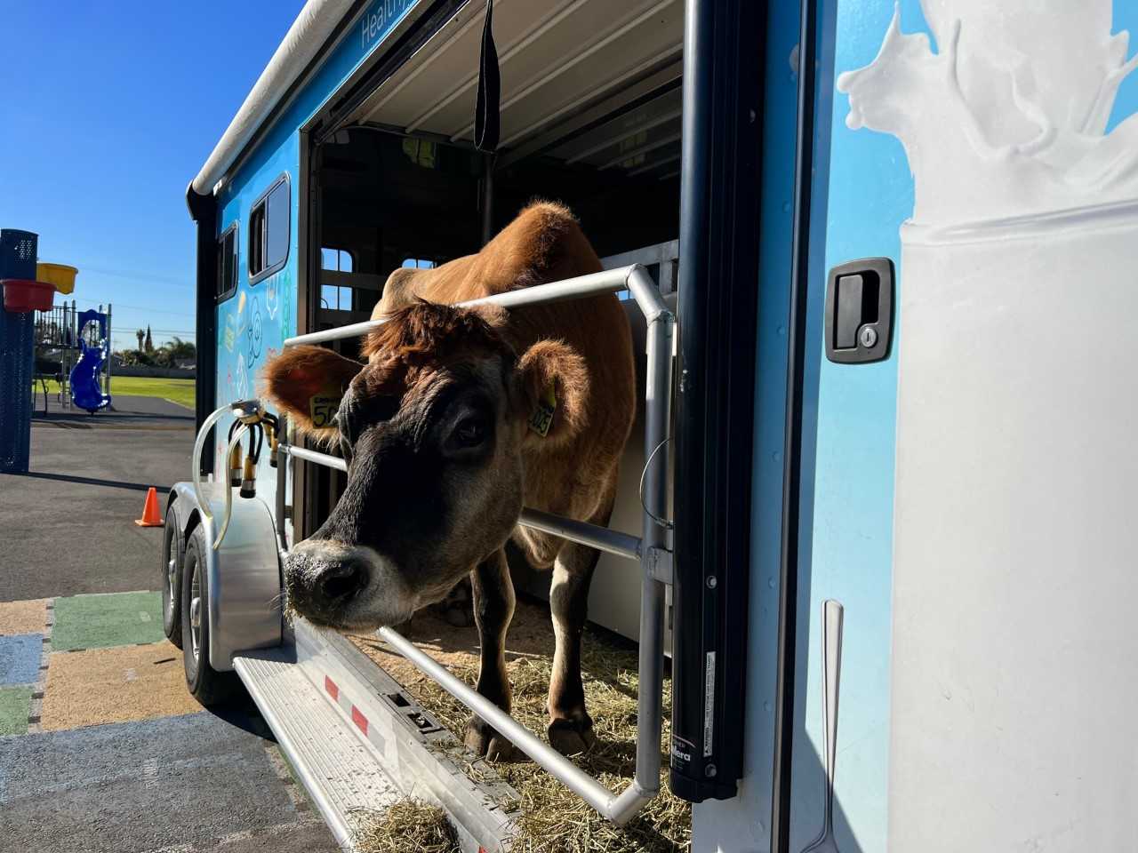 Cinnamon the Cow Visits Lawrence Elementary